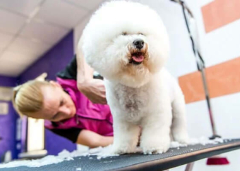 How to Turn Your Pet into a Money-Making Machine