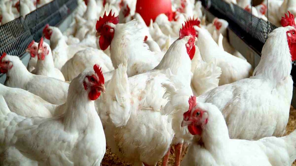 How to Start a Profitable Poultry Farming Business in Nigeria