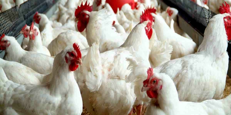 How to Start a Profitable Poultry Farming Business in Nigeria