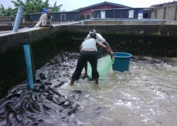 Fish Farming in Nigeria