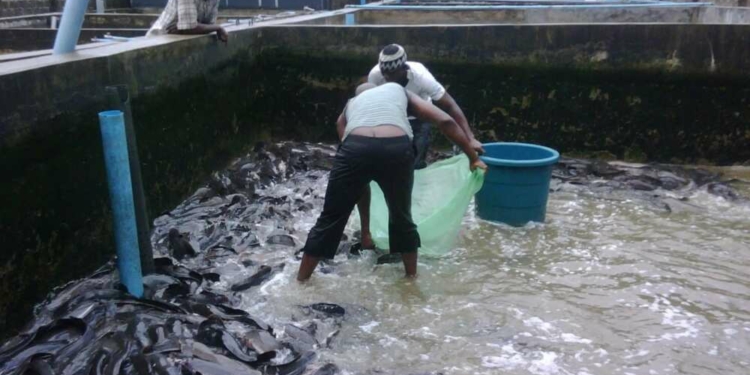 Fish Farming in Nigeria