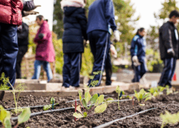 How Many Local Governments are There in Ogun State