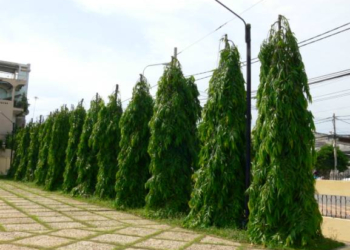 What Is the Masquerade Tree?