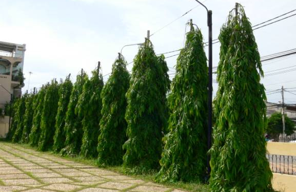 What Is the Masquerade Tree?