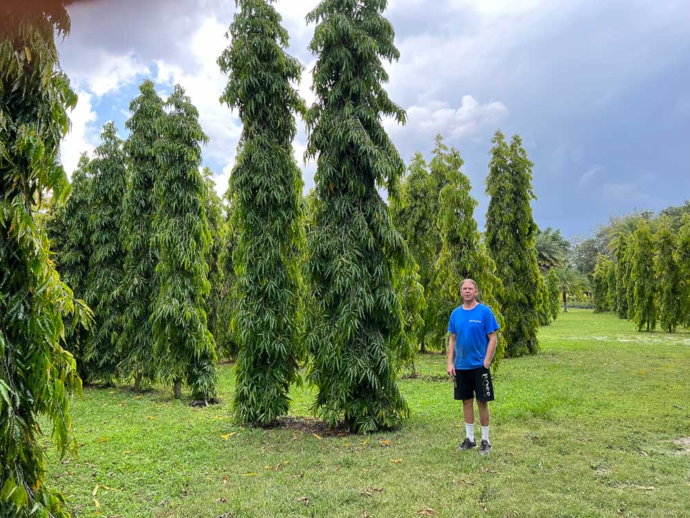 What Is the Masquerade Tree?