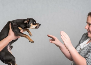 How to Train Your Dog