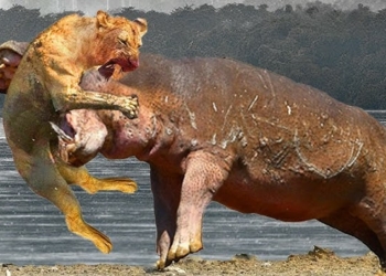 Strongest Animals in the World