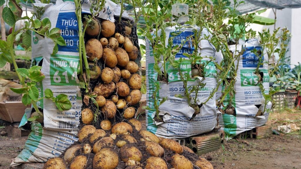 How to Grow Potatoes in a Sack