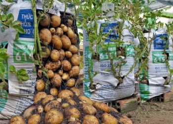 How to Grow Potatoes in a Sack