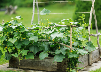 Techniques for a More Productive Vegetable Garden