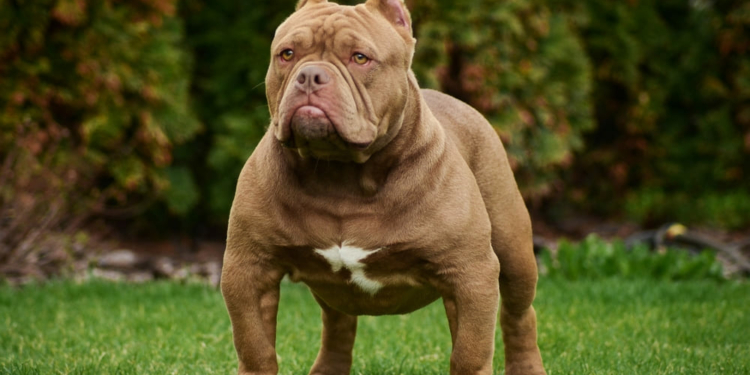 Most Dangerous Dog Breeds in the World