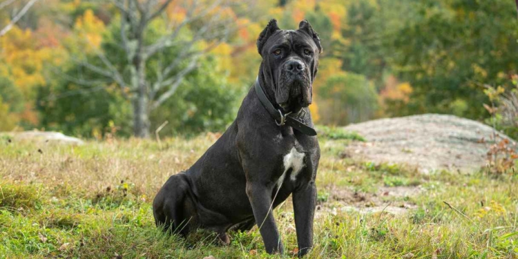 How to Stop Your Dog From Biting