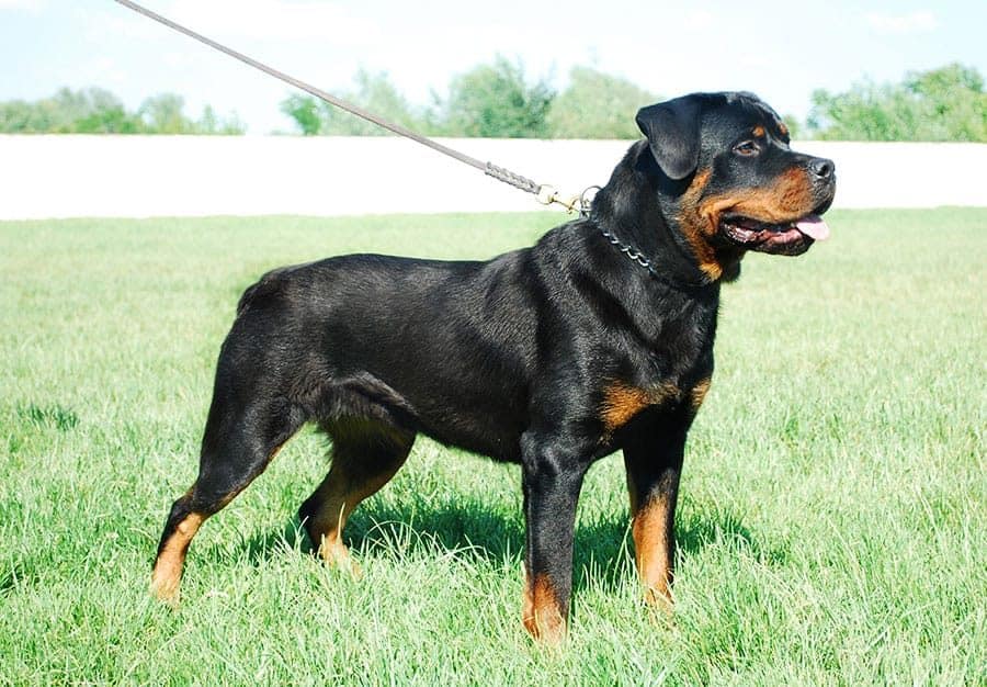 Rottweiler