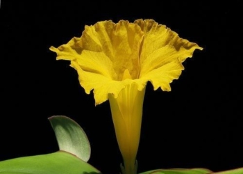 What is the National Flower of Nigeria