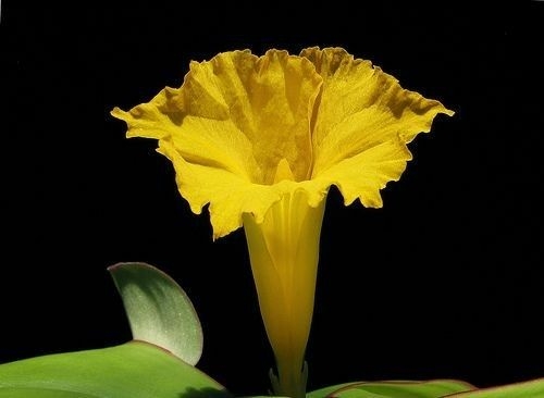 What is the National Flower of Nigeria