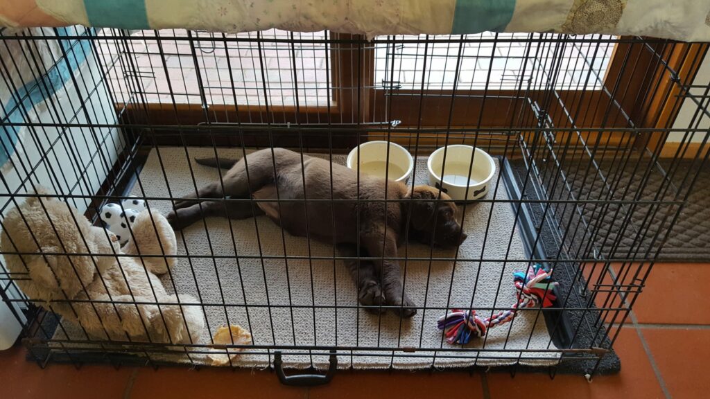 How to Care for a Puppy