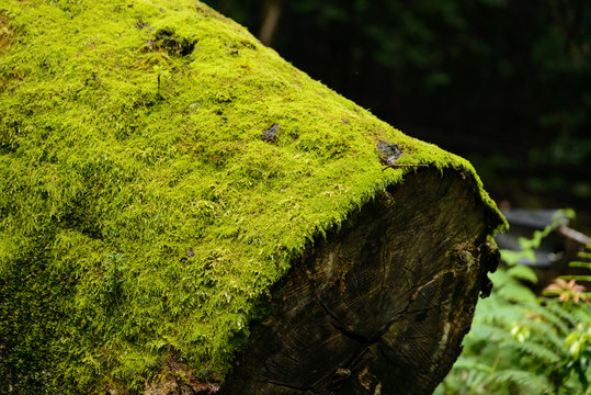 Examples of Thallophyta