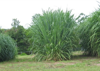 What is Guinea Grass Scientific Name