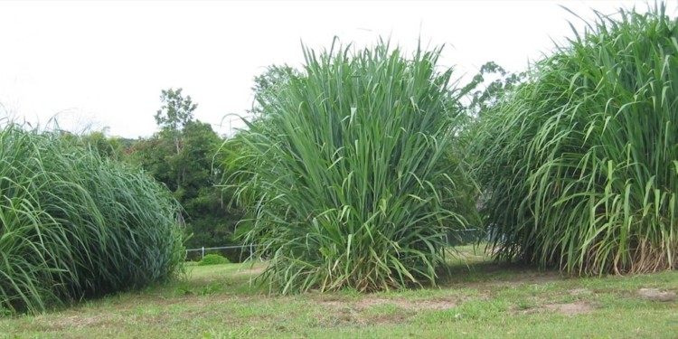 What is Guinea Grass Scientific Name