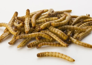 Edible Worms and Their Nutritional Benefits