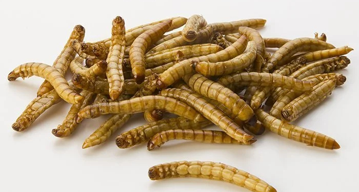 Edible Worms and Their Nutritional Benefits