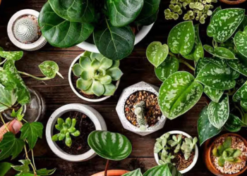 Examples of Ornamental Crops