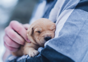 How to Bond With Your Puppy