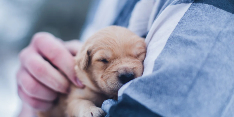 How to Bond With Your Puppy