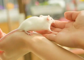 How to Train Your Mouse to Play with You