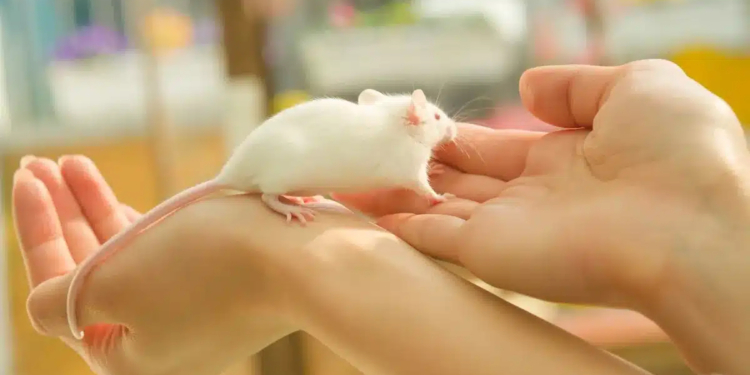 How to Train Your Mouse to Play with You