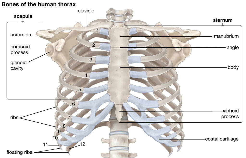 Human Skeleton Diagram Labeled