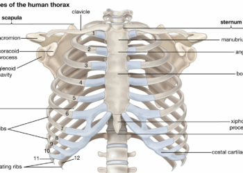 Human Skeleton Diagram Labeled