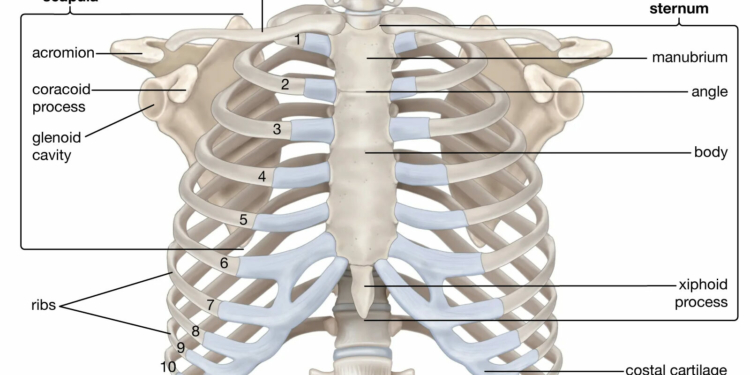 Human Skeleton Diagram Labeled