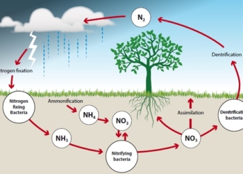 Nitrogen Cycle Diagram