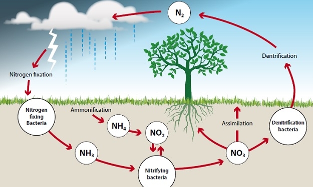 Nitrogen Cycle Diagram