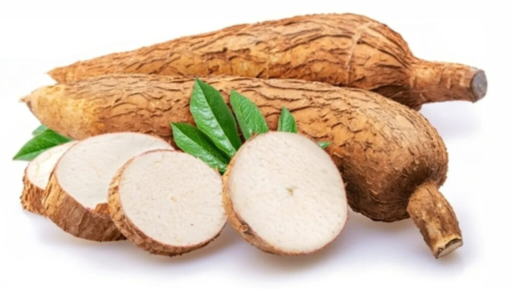 What is the Botanical Name of Cassava