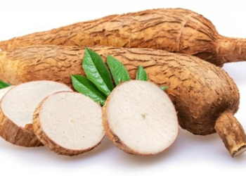 What is the Botanical Name of Cassava