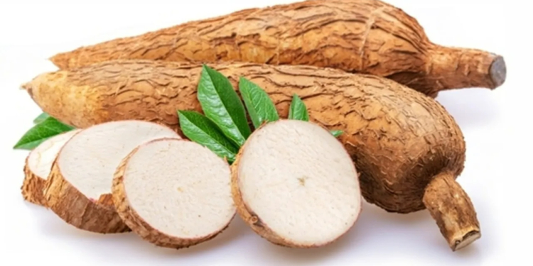 What is the Botanical Name of Cassava