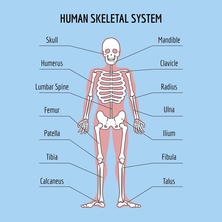 Human Skeleton Diagram Labeled