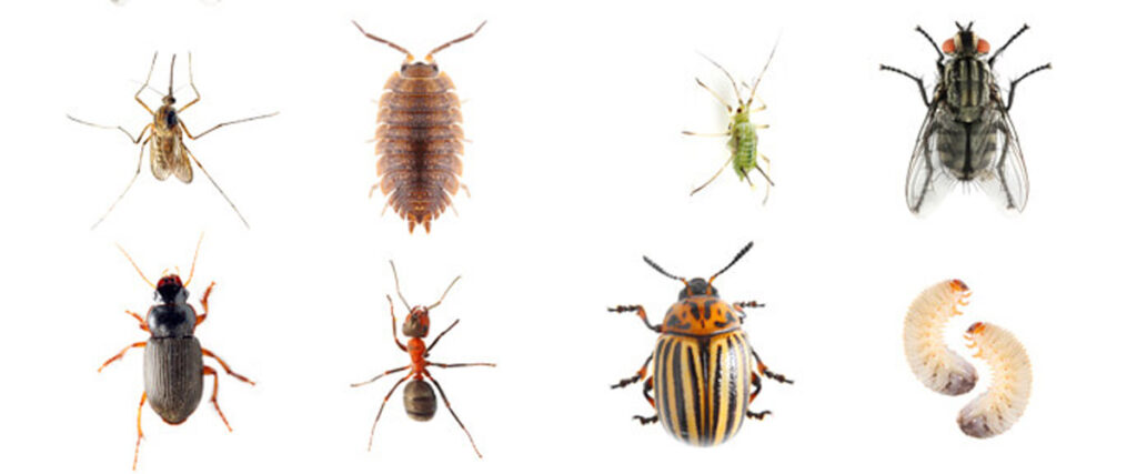 Common Household Pests