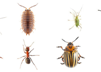 Common Household Pests