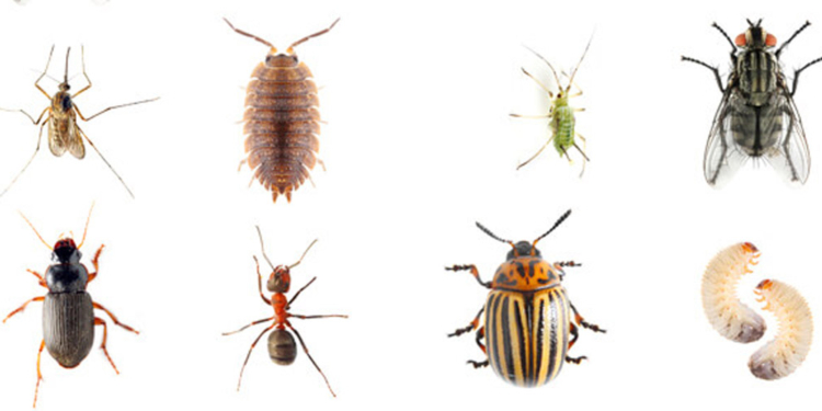 Common Household Pests