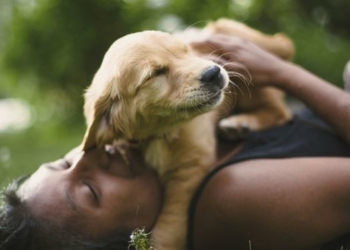 How to Care for a Puppy