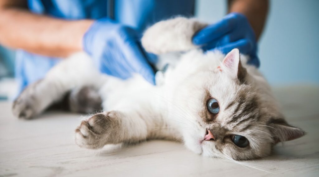 Common Diseases in Cats That Every Cat Owner Must Know