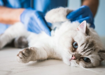 Common Diseases in Cats That Every Cat Owner Must Know