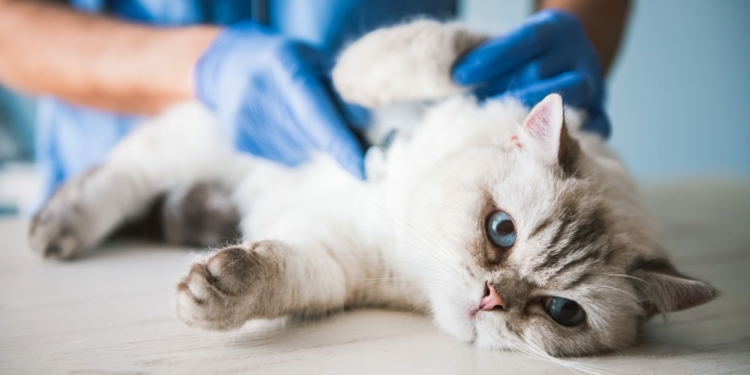 Common Diseases in Cats That Every Cat Owner Must Know