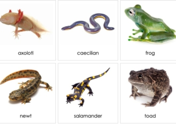 Examples of Amphibian Animals