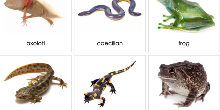 Examples of Amphibian Animals