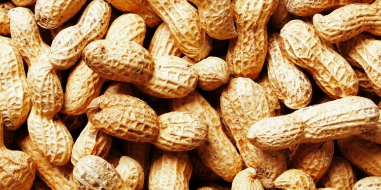 Botanical Name of Groundnut