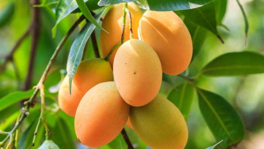 Botanical name of Mango